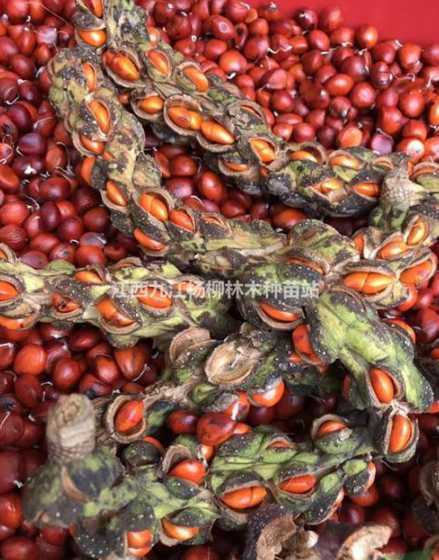 玉兰花种子什么时候种 玉兰花种子该怎么种植