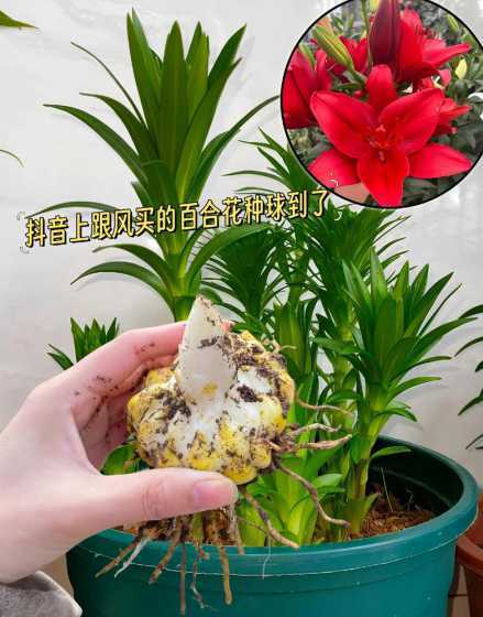 盆栽香水百合怎么养殖 盆栽香水百合怎么养