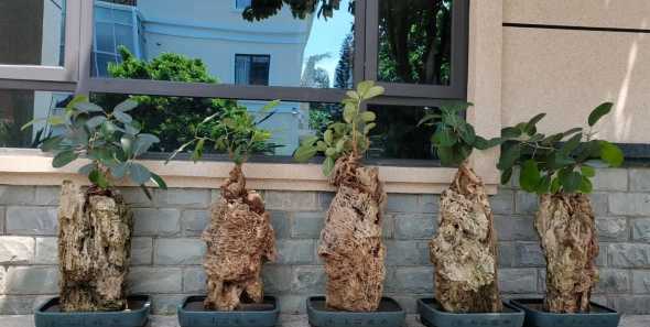 吸水石榕树盆景怎么养 吸水石盆景种什么植物