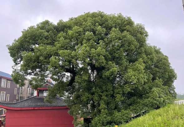 60年樟树多少钱1棵 正宗樟树港辣椒2024年8月价格一般多少钱一斤