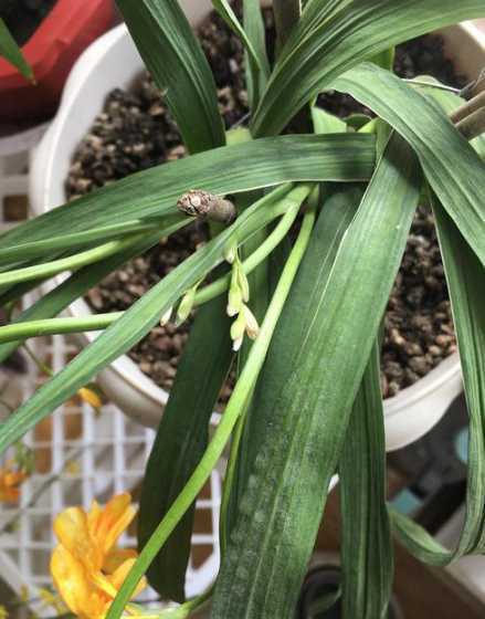 小苍兰没开花什么样子 小苍兰开花后怎么处理