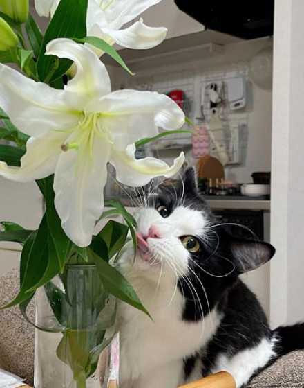猫闻到百合花会怎么样 百合花对猫有影响吗
