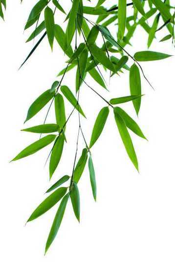 都是叶子的竹子是什么 叶子像竹子的叶子,是什么植物
