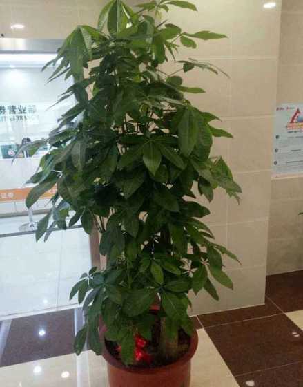 公司旁边适合种什么树 公司门口种什么树好