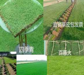果岭草和四季青哪个好 草坪草、果岭草和四季青有什么区别