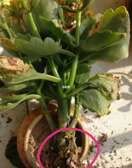 长寿花烂根了怎么处理 长寿花烂根怎么补救