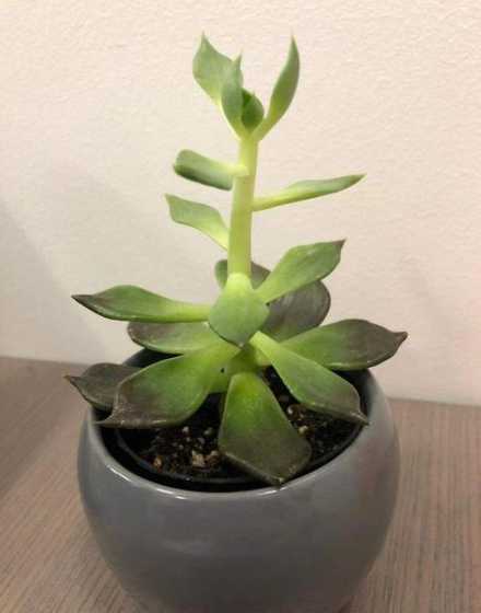 怎么样能让花儿长得快 鲜花怎么样能延长时间不会枯萎
