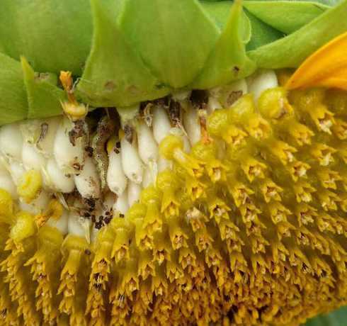 葵花上有虫子什么虫子 葵花籽开花以后起虫子什么时候开始打第一次要阿