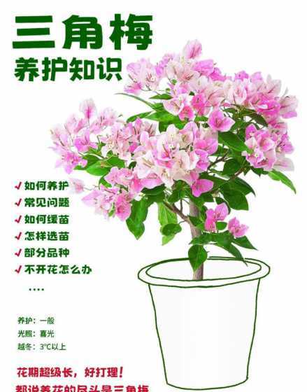 三角梅冬季怎么样养护 三角梅冬季养护方法和注意事项