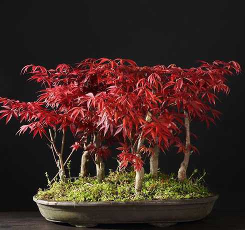盆栽红枫秋季怎么管理 红枫盆景冬天怎么养(盆栽红枫的养殖方法)