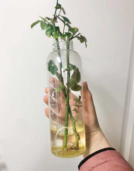 玫瑰花在水里怎么养殖 玫瑰花插在水里怎么养