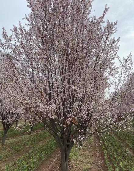 紫叶李在什么季节开放 紫叶李是个什么样的树种它有什么用途呢