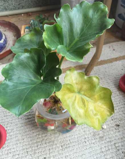 花草叶子发黄怎么办水培 水培水仙花叶子发黄怎么处理