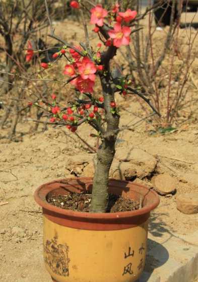 铁杆海棠是怎么繁殖的 铁杆海棠花的养殖方法