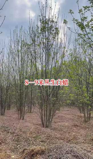 丛生白蜡有什么要求吗 丛生对节白蜡养护方法