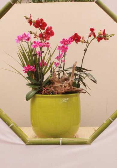 什么样的盆栽代表友谊 可以表示友谊的花有哪些啊