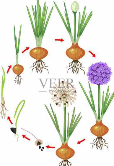 洋葱长芽怎么种植技术 洋葱发芽后怎么种植