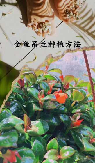 金鱼吊兰什么时候倒盆 金鱼吊兰什么时候换盆合适
