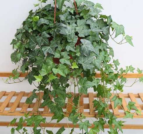 什么植物时候在卧室养 卧室适合养什么植物