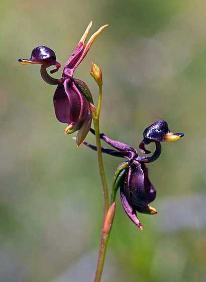 什么动物像植物像宝石 有谁知道的这是什么动物还是海地植物