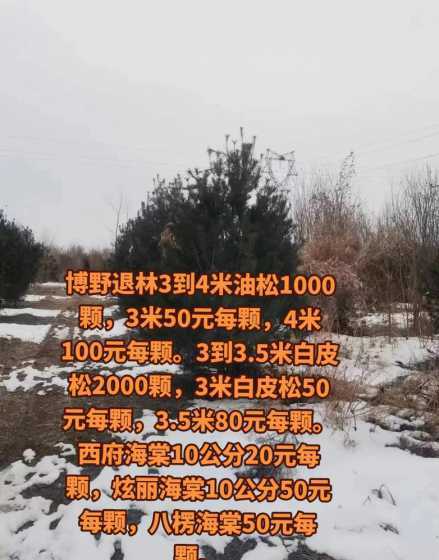 4米高油松多少钱一棵 4米高油松要多大土球