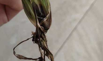 为什么插花的水会烂根 为什么插在花瓶里的花,水里的花茎会腐烂啊