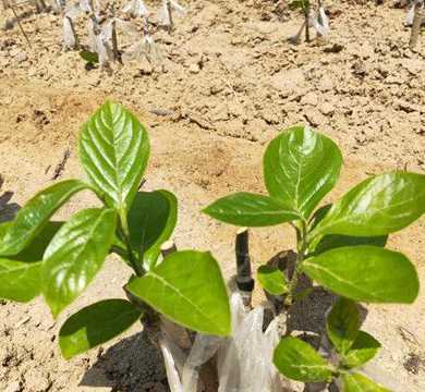 柿子树苗每亩栽培多少 大黄柿子种植技术包括亩产多少温度土壤等