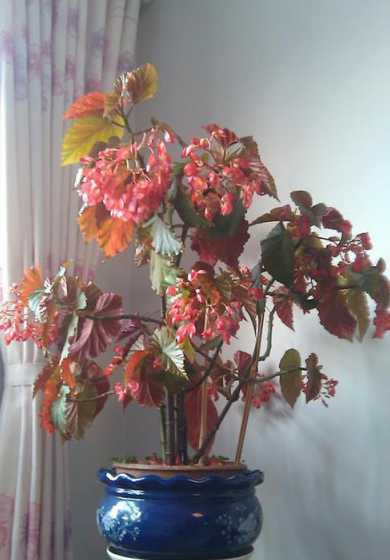 南方秋天种什么盆栽花 秋季户外适合种什么花