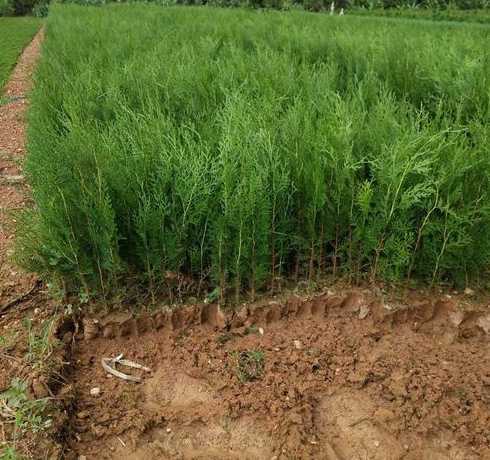 桧柏树小苗一棵多少钱 桧柏树和快柏树是一种树吗