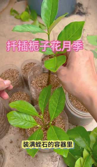 怎么样把栀子花插出根 栀子花扦插生根最快方法