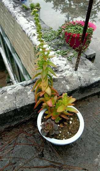 火祭开花怎么处理方法 火祭会开花吗