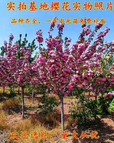 樱花一年苗多少钱一株 樱花树苗多少钱一棵