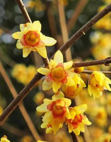 腊梅怎么样才能不掉花 腊梅花怎么晒干能保持香味