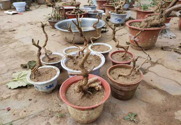 枸杞盆景初冬怎么养护 谁知道树木盆景怎么制作!