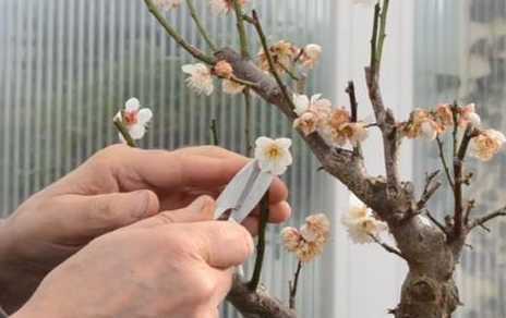 梅花最晚什么时候剪枝 梅花适合什么时候剪枝 梅花适合几月份剪枝