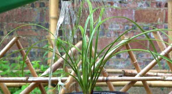 盆栽白兰冬天怎么浇水 盆栽的白兰花在零下十度的室外情况下怎样过冬