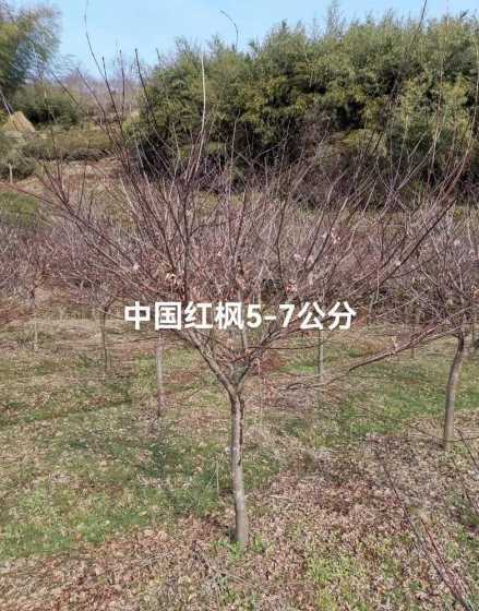红枫花怎么种植和栽培 红枫花期是什么时候
