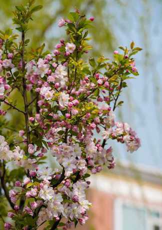 太原绿化适合种什么花 太原室外种植花草时间