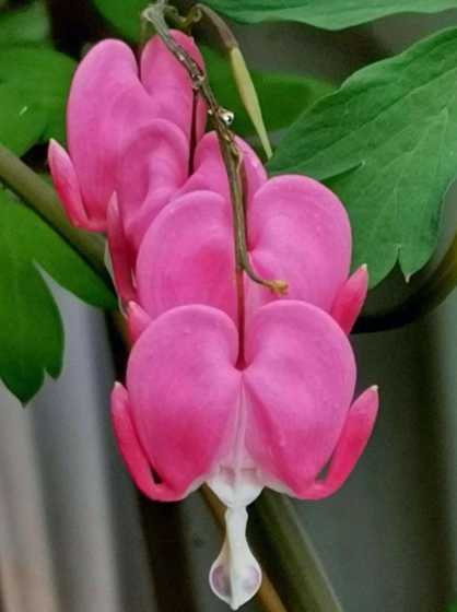 荷包牡丹用什么土种植 荷包牡丹用什么土养好