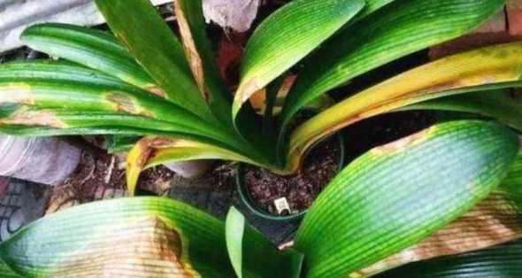 室内植物黄叶怎么处理 植物有黄叶怎么处理