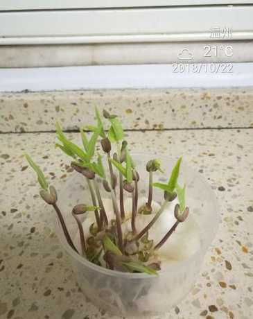 水培绿豆长得慢为什么 小学生水培绿豆的方法