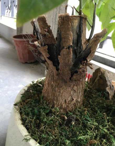 发财树树干腐烂怎么救 发财树树干干枯怎么救活