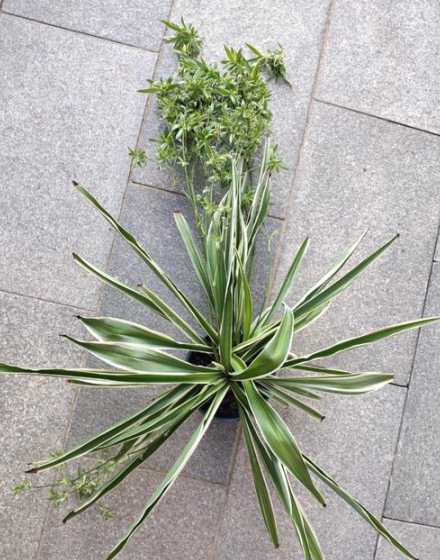 金边吊兰黄叶怎么修剪 金边吊兰叶尖发黄怎么回事(金边吊兰黄叶原因及解决方法)