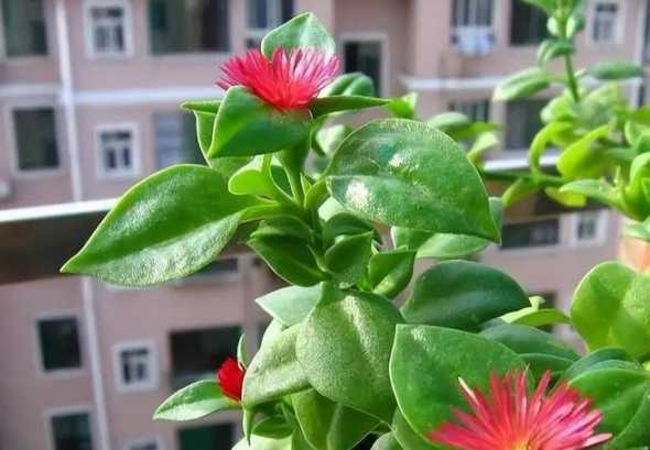 什么花既好看又好养活 什么样的花既漂亮又很容易养活