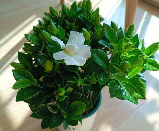 栀子花盆景怎么样养护 栀子花盆景怎么养 栀子花盆景的养殖方法