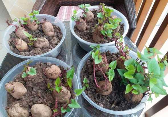 用土怎么盆栽番薯发芽 土培红薯盆栽怎样管理