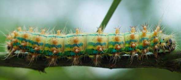 什么灌木花毛毛虫 这是什么花草莓形状的叶子,开毛毛狗似的花