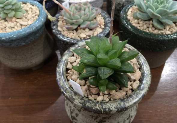 花草什么季节换盆最适宜 盆景什么时间栽最好