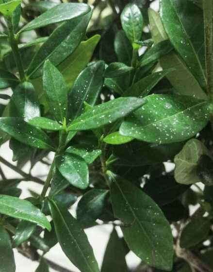花叶有白点是怎么回事 花叶上面有白点是什么原因