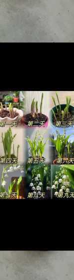 铃兰花什么季节才开花 铃兰花什么季节开花,花期多长时间